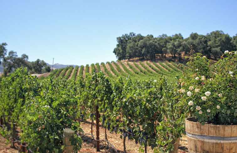 Temecula Acompanantes